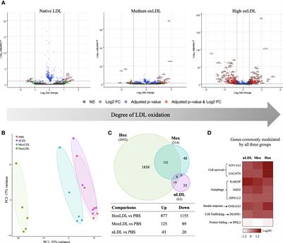 Cholesterol-Induced M4-Like Macrophages Recruit Neutrophils and Induce NETosis